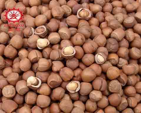 正旭榛子烘干工藝及烘干設備