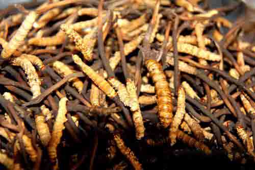 蟲(chóng)草水洗后能烘干嗎?空氣能烘干機(jī)幫到你 蟲(chóng)草水洗后能烘干嗎?空氣能烘干機(jī)幫到你