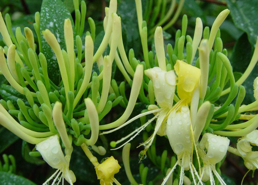 怎么避免金銀花烘干發黑？烘干廠家教你五招「不發黑」